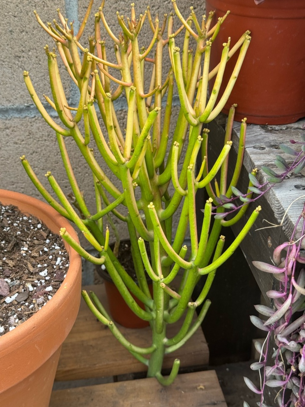 Sticks on Fire - Pencil Cactus (Euphorbia tirucalli)  “18”